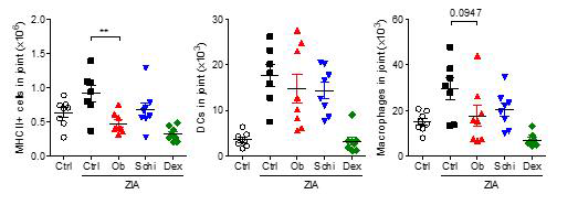 천연물 단일 성분을 투여한 ZIA 동물 모델의 관절 내 항원제시세포 수 비교