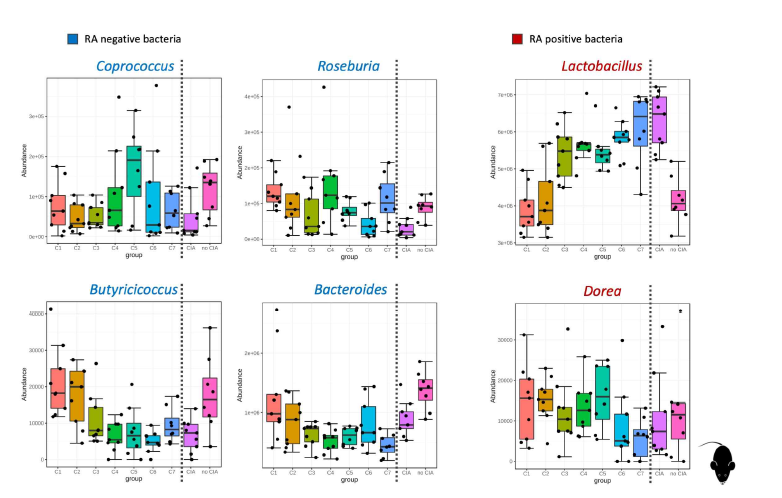 CIA 마우스 모델에서 RA 특이적 장내미생물의 abundance 변화
