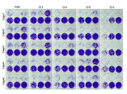 바이러스를 감염 시킨 infection 그룹의 DPI 1 plaque assay 사진