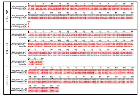 Strain TSI-GSD-218의 E1, E2, NP 지역의 DNA 정보와 NCBI 정보와의 비교 - (상) CK-NP (중) CK-E1 (하) CK-E2 지역의 단백질 서열은 NCBI에서 검색되는 chikungunya