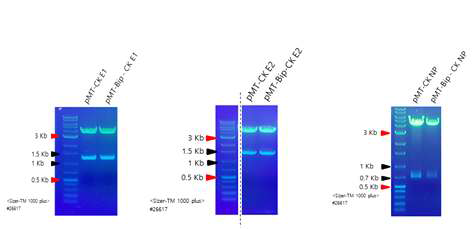 완성된 재조합 DNA의 전기영동 사진 pMT, pMT-Bip vector로 도입되어진 (좌) CK-E1. 1,318 bp (중) CK-E2. 1,269 bp (우) CK-NP. 783 bp 각각의 유전자를 알맞은 제한효소로 절단 후 전기영동한 결과이다