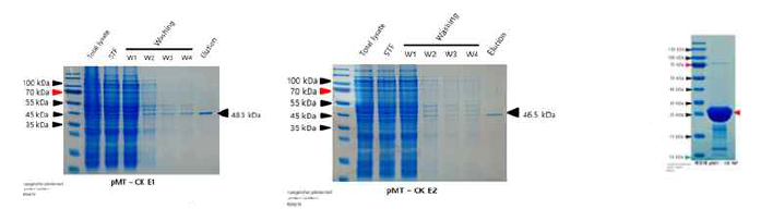 pMT vector로 유도되어진 CK-E1, Ck-E2, CK-NP 재조합 단백질의 정제 결과. 좌상) pMT-CK E1 우상) pMT-CK E2, 좌하) pMT-CK NP, 우하) pMT-CK NP 재정제 결과