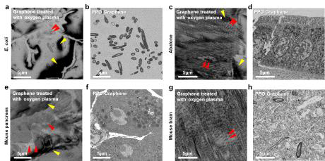 고배율에서의 PDMS 기능기 유무에 따른 산소플라즈마 처리 이후 관측한 생체 조직 SEM images