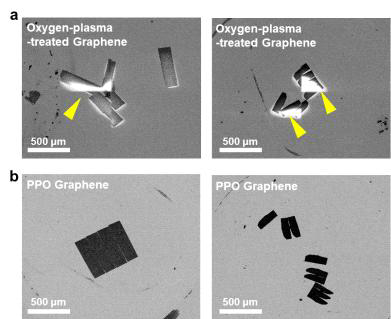 저배율에서의 PDMS 기능기 유무에 따라 산소플라즈마 처리 이후 관측한 생체 조직 SEM images