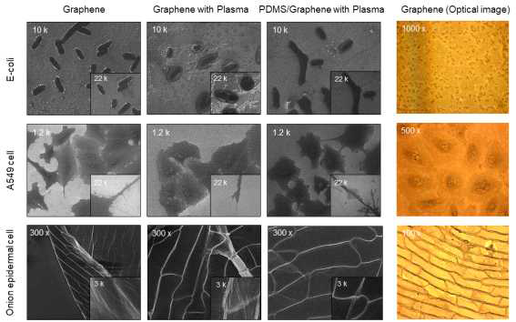 Graphene 표면의 다양한 생체시료들을 관측한 SEM, Optical 이미지