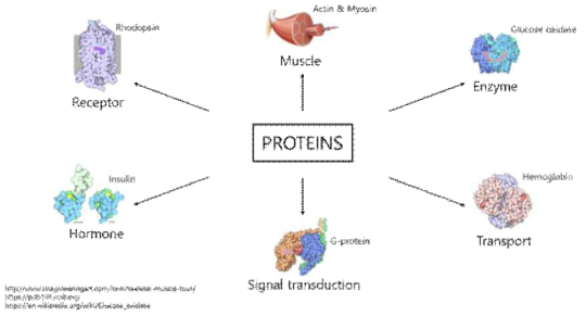 단백질이 생체 내에서 수행하는 다양한 역할