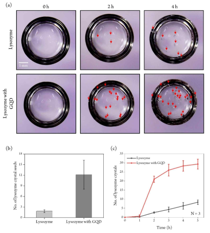 GQD를 첨가한 단백질 용액과 첨가하지 않은 단백질 용액의 결정화 속도 비교 결과 (a) 시간별로 결정화 용액을 관찰한 그림. (b) 생성된 결정핵의 개수 차이 그래프. (c) 1시간마다 생성된 결정핵 개수를 비교한 그래프. 결정핵이 생성되기 시작하는 2시간부터 결정핵의 개수 차이가 크게 증가한다