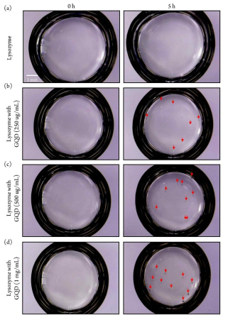 GQD의 농도가 단백질 결정화 속도에 미치는 영향. (a)GQD를 첨가하지 않은 단백질 결정화 샘플, (b)GQD 0.25 mg/mL, (c)0.5 mg/mL, (d)1 mg/mL을 첨가한 단백질 결정화 샘플. GQD의 농도가 높아질수록 단백질 결정화 속도가 빨라지는 것을 확인하였다