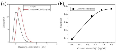 GQD가 첨가된 단백질 용액과 첨가되지 않은 단백질 용액의 DLS 분석. (a) GQD가 첨가된 리소자임 용액과 첨가되지 않은 용액에 대해 DLS를 사용하여 측정된 리소자임 크기의 부피 분포 곡선. (b) GQD 농도별 입자의 크기 증가 곡선