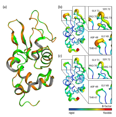 (a)GQD가 첨가된 단백질의 구조와 첨가되지 않은 단백질 구조의 비교 그림. (b)GQD가 첨가되지 않은 단백질의 구조의 B-factor 그림과 (c)GQD가 첨가된 단백질의 구조의 B-factor 그림. 하단에 있는 B-factor 수치별 색깔 변화로 그림의 B-factor를 확인할 수 있다. 네모로 표시된 부분이 B-factor의 차이가 많이 있는 T47-G49번 잔기, P70-R73번 잔기 부분