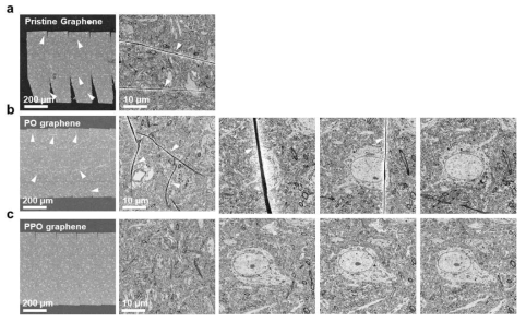 그래핀 표면에 연속적인 조직 시료를 얹혀 측정한 SEM images