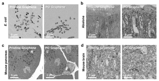 그래핀과 PDMS 기능화 된 그래핀 표면에 각 조직 시료를 올린 뒤 측정한 SEM images