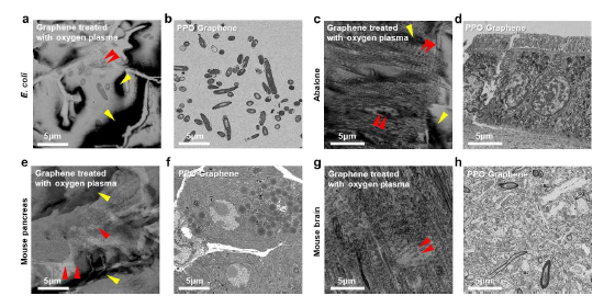 고배율에서의 PDMS 기능기 유무에 따른 산소플라즈마 처리 이후 관측한 생체 조직 SEM images