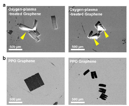 저배율에서의 PDMS 기능기 유무에 따라 산소플라즈마 처리 이후 관측한 생체 조직 SEM images