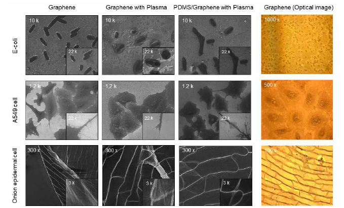 Graphene 표면의 다양한 생체시료들을 관측한 SEM, Optical 이미지