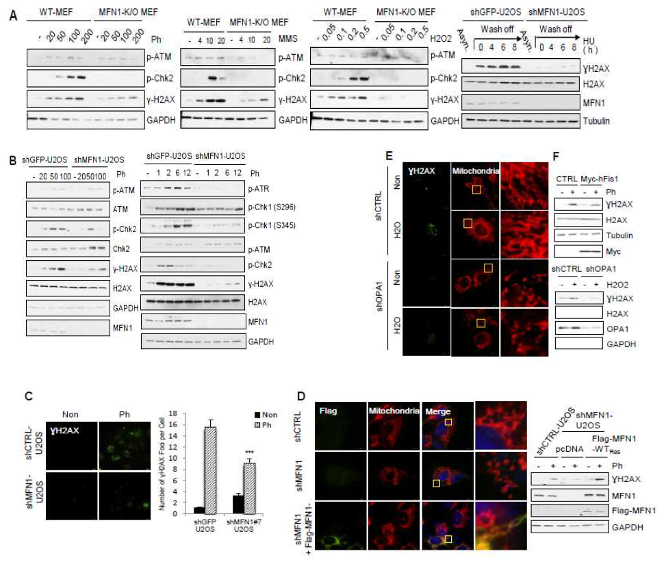 Reduction of DNA damage signaling caused by the fragmented mitochondria