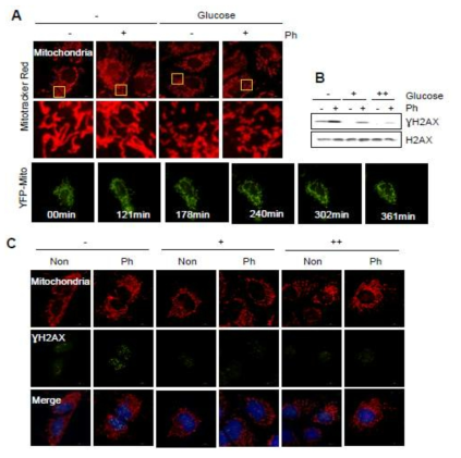 Investigation of DNA damage signal in diabetes mimic condition