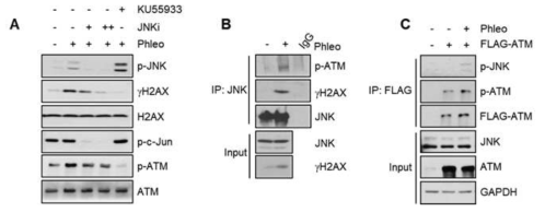 JNK interacts with ATM and its activity is required for the ATM-mediated