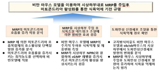 MRP의 식욕억제에 의한 식욕억제 기전 규명 연구 계획