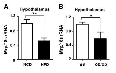 A, B, 비만 마우스 시상하부에서 Mrp mRNA 발현 감소