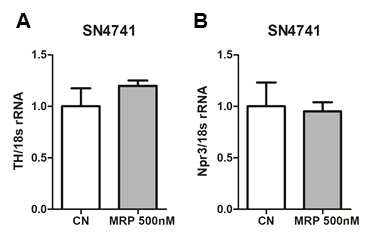 MRP가 TH (A)와 MRP 수용체 (B) 발현에는 영향을 주지 않음