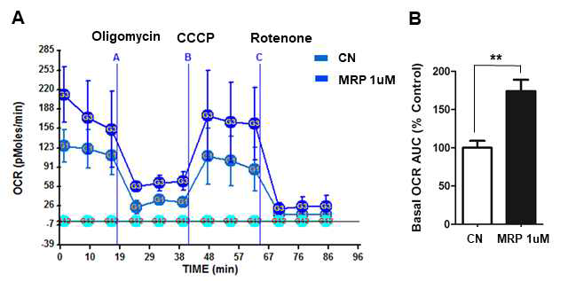 A, B, MRP에 의한 미토콘드리아 산소소모율 증가
