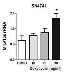 Doxycyclin 에 의한 Mrp mRNA 발현의 증가