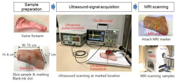 샘플준비, 초음파 측정, MRI 측정 실험 절차