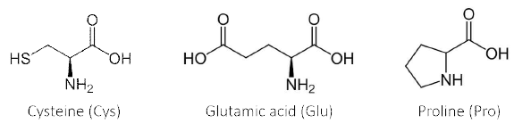 Cystein (Cys), Glutamic acid (Glu), Proline (Pro)의 분자구조