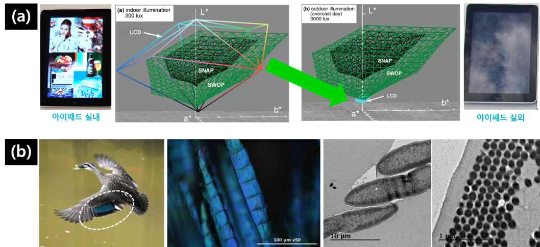 LED와 SNAP 및 SWOP 기준의 야외에서의 색공간 변화(a)와 흰뺨검둥오리 깃털의 사진 및 구조색 나노구조의 투과전자현미경 이미지 (b) (출처: : J. Heikenfeld et al., JSID, 2011, 19, 129-156)