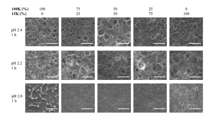 100K/15K g/mol PAA 혼합 비율 및 산처리 pH에 따른 다층박막의 표면 SEM 사진. scale bar 는 10 μm 임[17]
