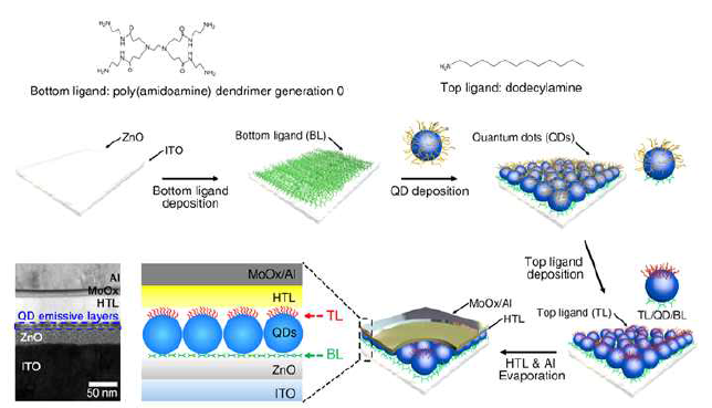 양자점 필름의 상부와 하부에 각각의 선택적인 표면개질을 통한 소자 제작 모식도