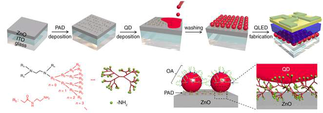 양자점의 리간드를 치환하여 전계발광소자를 제작하는 공정 모식도
