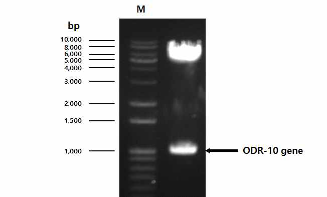 ODR-10 의 유전자 재조합 과정을 나타내는 전기영동사진
