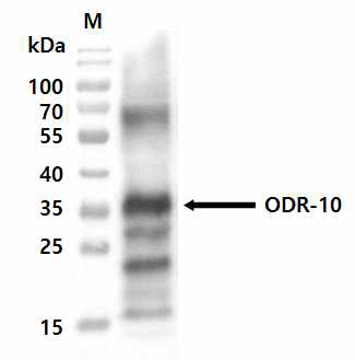 대장균 시스템을 이용한 ODR-10 생산을 나타내는 western blot 분석 (M: protein marker)
