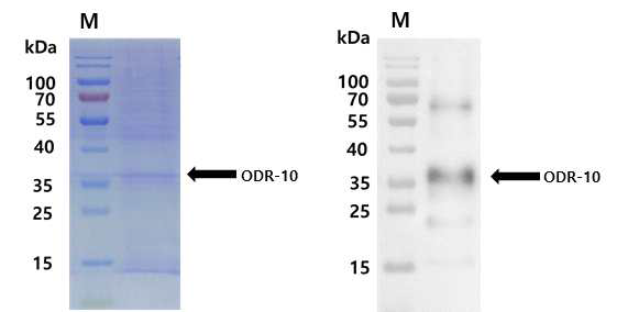 대장균에서 ODR-10 수용체 과발현을 나타내는 SDS-PAGE(a)와 western blot(b) 분석 (M: protein marker)