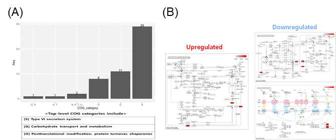 미세플라스틱에 의한 CK108 유전자 (A) COG functional enrichment 분석 및 (B) KEGG pathway enrichment 분석