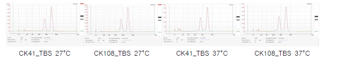 CK41과 CK108 RNA 품질 분석