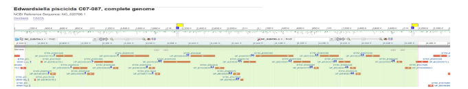 E. piscicida C07-087 균주 내 new T6SS operon 발굴