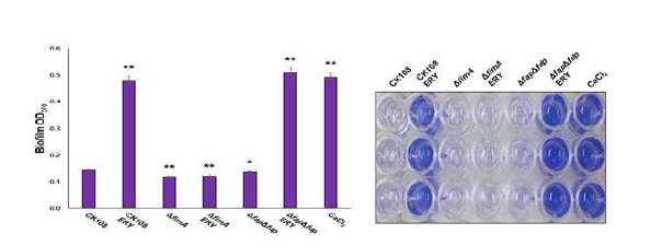 부억제성 농도의 erythromycin 노출 시 CK108의 biofilm 생성량 비교 실험