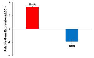 Erythromycin 노출 시 CK108의 fimA gene transcriptional level 확인