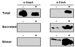 Erythromycin 노출 시 CK108의 FimA protein translational level 확인