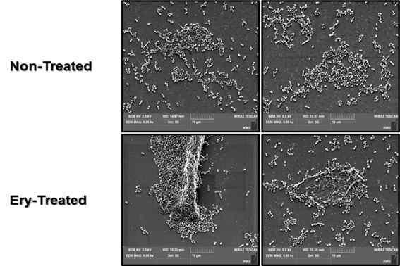 FE-SEM을 이용한 erythromycin 노출 시 CK108의 biofilm 형성 유무 확인