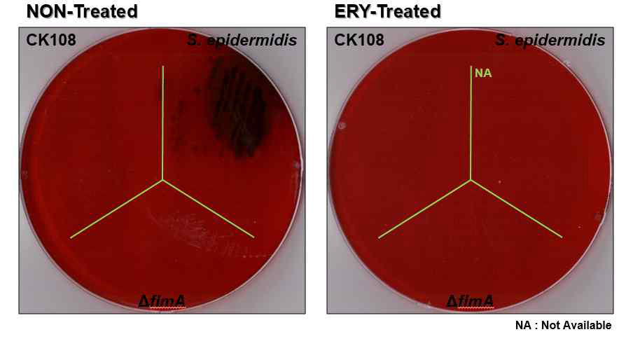 Congo-red agar assay를 통한 erythromycin 노출 시 CK108의 EPS 생성 확인