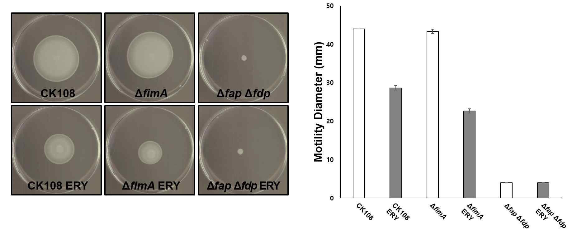 Soft-agar assay를 통한 erythromycin 노출 시 CK108의 운동성 감소 확인