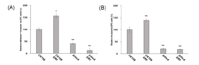 Erythromycin 노출 CK108의 EPC 세포주에 대한 (A) 부착 및 (B) 침투 능력 확인 실험