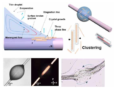 모세관현상을 이용한 방사된 섬유 표면 위 FF Nanowire 나노선의 분자조립 수행