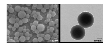 단백질 나노입자 SEM/TEM image