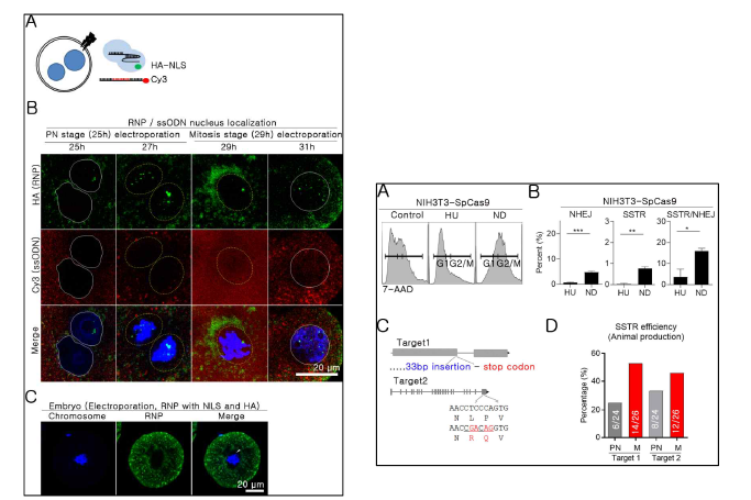 (좌): Nuclear localization of RNP and ssODN 및 그림3(우):NHEJ and SSTR analysis through cell cycle)