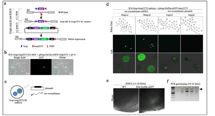 RMCE 기반 넉인 동물생산 a. 실험개요 b. R26-loxp-loxp2272 KI cell line에대한 RNCE experiment, c and d. R26-loxp-loxp2272 수정란을 활용한 RMCE 전략 및 넉인 검증. e and f. 생산 fetus에서의 KI 검증)